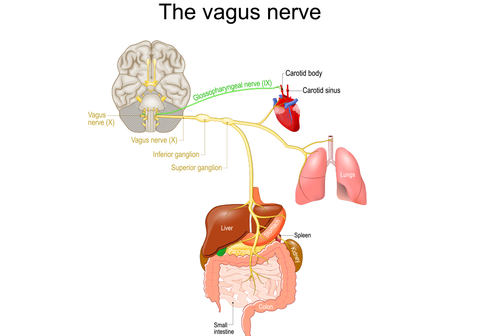 Understanding-the-Vagus-Nerve.jpg 